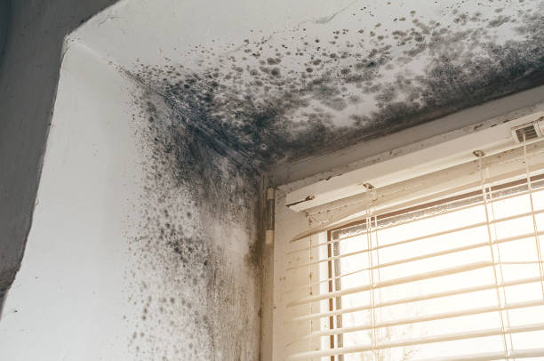 Affordable Commercial Mold Remediation solutions in Reinholds, PA